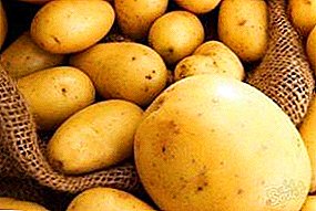 Навъҳои болаззат ва зебои картошка "Caprice": Тавсифи гуногун, хусусият