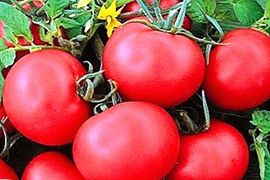 Bon gou ak bèl tomat "fèstivite": deskripsyon varyete a ak karakteristik li yo