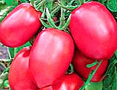 Delicious dhe të lehtë për të rriten domate të ndryshme hibride "Pink Rishtar"