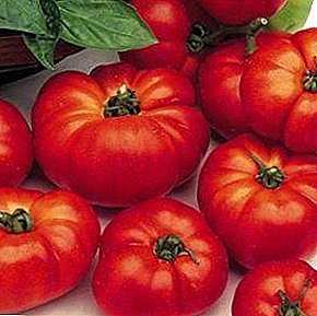 Deliciosa kaj fructífera tomato "Marmande": priskribo de la vario kaj foto de la frukto