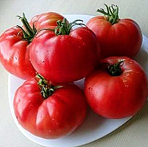 Tomat ngeunah sareng panyakit tahan - rupa tomat "Raspberry Giant"