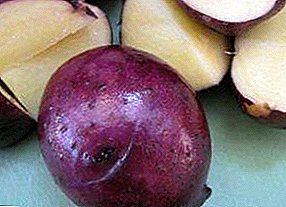 Delikatesche Kartoffel "Gypsy": Beschreiwung vun der Varietéit an der Foto vun der Schéinheet a Purple