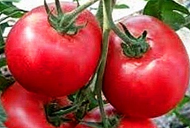 Ụtọ, mara mma, mkpụrụ - nkọwa na àgwà nke a dịgasị iche iche tomato "Korneevsky"