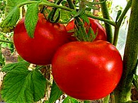 Delicioso tomate maduro cun nome romántico - "amor terrestre": descrición da variedade e características de cultivo