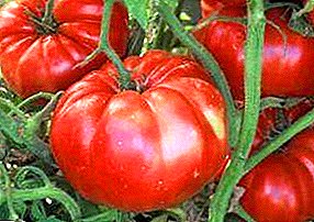 Delicioso grasa tomato "Giganta Ruĝa": priskribo de la vario, foto