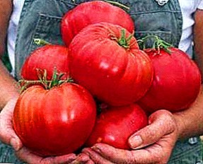 Buta nikmat di kebon anjeun saurang tomat buah prambus: buta rupa-rupa sipat, kateranganina sareng métode budidaya