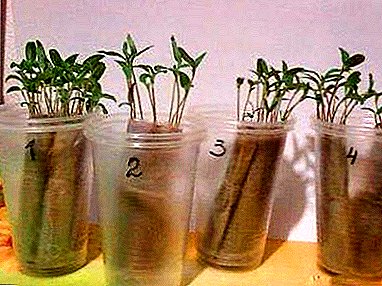 Дали е можно да се засади домат на садници без земја и како правилно да се имплементира?
