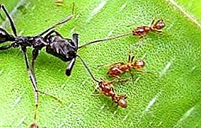 Pesky inimicos insecta - who formicas devorant?