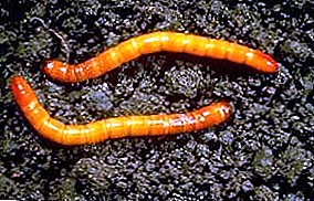 Pestis aut drotyanka wireworms, photos, in potestate eius modi et quam ad tollendum Capsicum annuum?