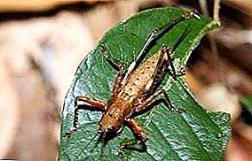 Pest- ს ხმა: cicada არის თეთრი, სიმღერა, იაპონური და სხვა სახეობები