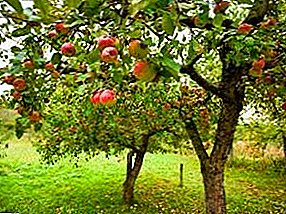 پھل کے درختوں کیڑوں - جو ایک باغبان سے واقف ہونا چاہئے
