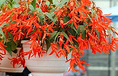 Alles iwwer de Bolivian Begonia: Charakteristiken aus Planzung an Erweiderung eng Blummenhaus an doheem an op der Plaz
