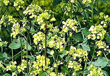 Omnes oilseed radicula - a photo et description de herbas, et in primis agri colendi usum