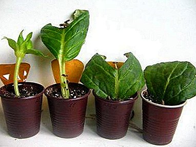 Gloxinia cuttings प्रजनन बद्दल सर्व: shoots उत्कृष्ट लागवड आणि rooting नियम