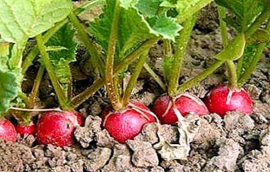 Todo sobre o tipo de chan que ama os rabanetes e como facer que a terra sexa adecuada para cultivar hortalizas