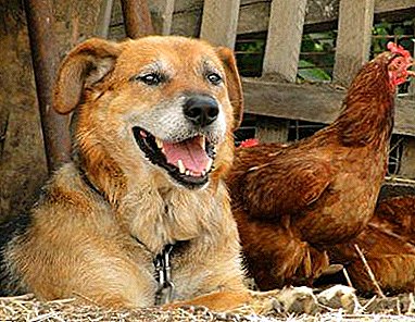 Се за тоа дали е можно да се даде лук на кучиња и кокошки: придобивките и штетите од зеленчук, како и индикации за употреба