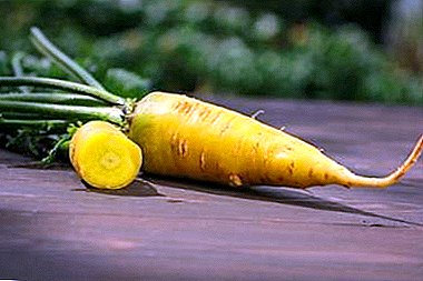 Tanan mahitungod sa yellow carrots: gikan sa kasaysayan sa pagpili sa pagpananom ug pag-ani
