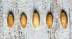Todos os segredos da preparación de sementes de pepino para a sementeira en plántulas: como ordenar e rexeitar, características de desinfección, xerminación e endurecemento