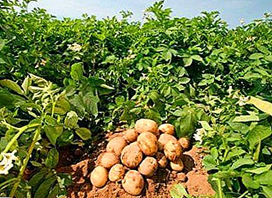 Todos os detalles da elaboración dun plan de negocio para o cultivo de patacas