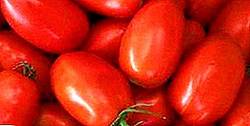 Tomat salam séhat "Tsar Peter": katerangan macem, poto tina buah asak sareng lembaga anu ngurus bushes
