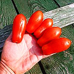 Manuk tomat sing paling disenengi "Lady fingers": deskripsi, karakteristik lan foto macem-macem