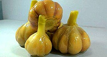Eziokwu niile gbasara garlic garlic: ọ dị mma maọbụ ọjọọ?