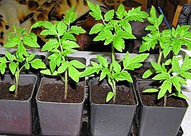 Todo sobre plantar tomates en abril. Consellos para elixir unha semente para a sementeira este mes
