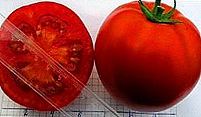 Ny zava-baovao tamin'ny taonjato XXI - karazany tomato "Olya" f1: ny toetoetra, ny famaritana sy ny sary