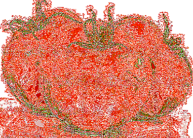 തക്കാളി വരേണ്യവർഗത്തിന്റെ ശോഭയുള്ള പ്രതിനിധി തക്കാളി "തോട്ടക്കാരന്റെ സ്വപ്നം": വൈവിധ്യത്തിന്റെ സവിശേഷത, സവിശേഷതകൾ, ഫോട്ടോകൾ