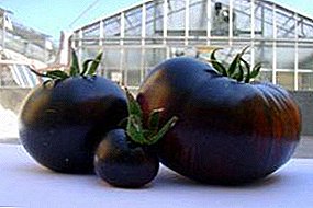 Një përfaqësues i ndritshëm i frutave të errëta - domate "Chernomor" përshkrimin e varietetit dhe karakteristikat e tij