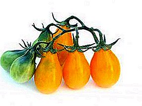 Tepung tomat kanggo kaleng - "Orange Pear": deskripsi macem-macem, keanehan budidaya