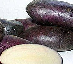 Riddle of patches patches - description and characteristics of potatoes "Black Prince"