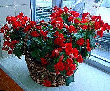 လျှို့ဝှက်ဆန်းကြယ် begonia: ကအိမ်မှာစက်ရုံစောင့်ရှောက်ဖို့ဖြစ်နိုင်ခြေရှိသနည်း