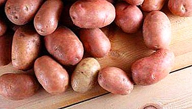 Varjetà tal-patata ta '"bidwi" notevoli "Lilac fog" - deskrizzjoni u karatteristiċi