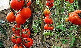 Прекрасен хибриден избор на домат на универзален назив - Интуитивен домат