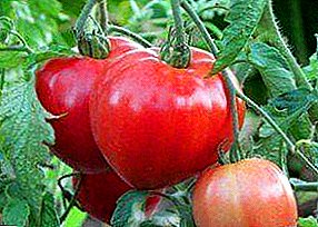 Lloj i mrekullueshëm i ri i domates "Abakansky rozë" - ku dhe si të rritet, përshkrimi i karakteristikave, foto e domate