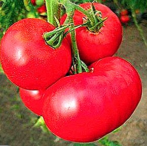 Seralarda yetişdirmək üçün tövsiyə olunan gözəl pomidor - hibrid müxtəlif "Doll"