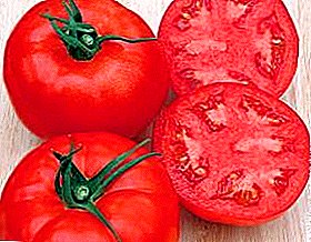 Saytınız üçün gözəl dadlı pomidor - "Katyusha"