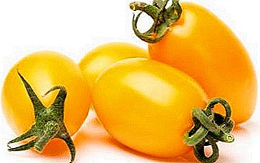 Ụdị dị iche iche na-acha odo odo na obere mkpụrụ - tomato "Pulka": nkọwa na njirimara