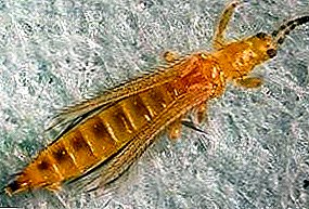 Ubaxa Galbeedka Bug, Californian Thrips