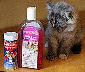 ປົກປ້ອງແລະບໍ່ເຮັດອັນຕະລາຍ! ການປິ່ນປົວ Flea ສໍາລັບ kittens: shampoos, ຫຼຸດລົງແລະອື່ນໆ