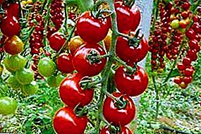 टोमॅटोची आकर्षक विविधता "रॅपन्झेल": वर्णन आणि फोटो, विशेषत: शेती