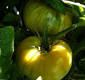 Зелен гостин во вашата градина - домат "Антоновска мед": детален опис со фотографии