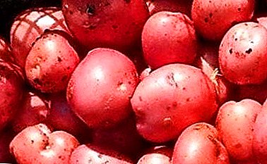 Toplotno otporan krumpir "Crimean rose": opis sorte, karakteristike, fotografije