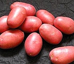 'Cicero' - excelsum Levium potatoes, varietate description ex habitu, photos