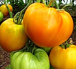 Laʻau samasama ma le suamalie i lau moega togalaau - faʻamatalaga o le ituaiga tomato "Golden King"