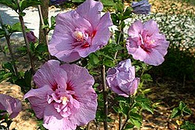 ከ hibiscus ሶርያ ቮን እና ከአጎቱ ልጅዎ ጋር ተገናኘን: - ማግኒት, ነጭ እና ሌሎች. ስለ አበባው ማወቅ ያለብዎ ነገር ሁሉ