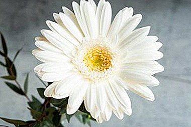 Njihuni me një lule delikate - gerbera e bardhë!