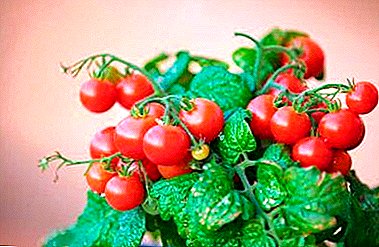 Coñecemento dos tomates en miniatura Bonsai e recomendacións prácticas para o seu cultivo na casa