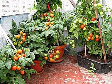 Kaffi mat enger Rei vu Tomaten "Balkoneschees". Praktesch Recommandatioune fir ze wuessen a suergt fir doheem a am Gaart